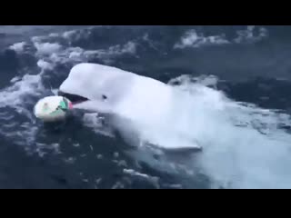 A beluga whale plays to bring the ball in the middle of the ocean 🏉