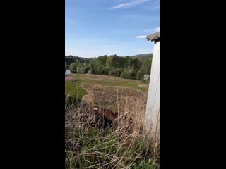 🐸квакуют лягушки🐸,услышали?