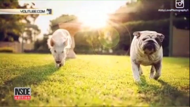 Безумный муравьед ворует еду у уток и нло обгоняет самолет доброе видео недели