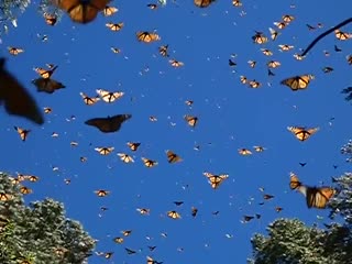 🔥 monarch butterflies migrating