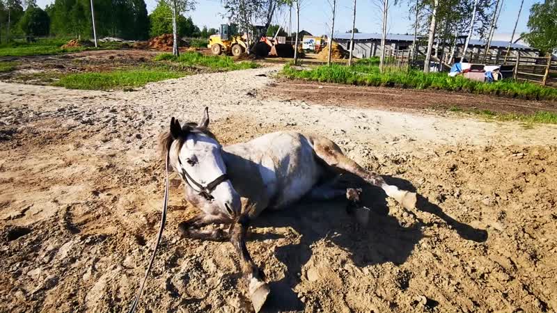 Горькоа, грохот и ласка валяются