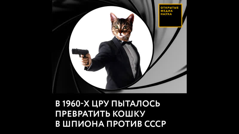 В 1960 х цру пыталось превратить кошку в шпиона против ссср