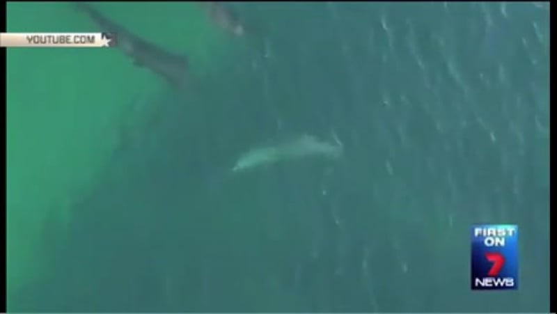 Стая разъяренных касаток набросилась на акулу