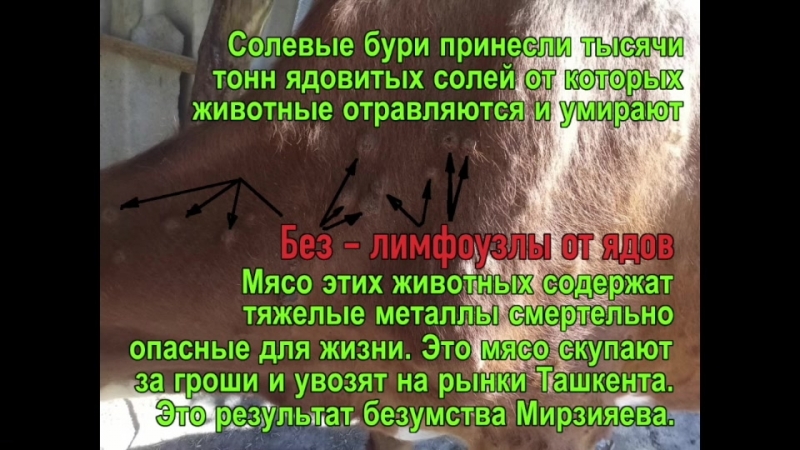 Alga qaraqalpaqstan 222