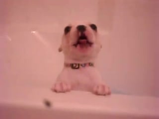 French bulldog alice asks on sofa