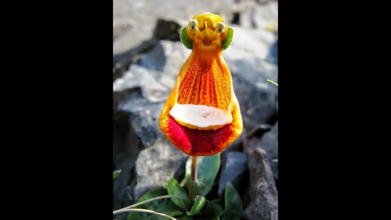 Flowers that look like porn,insects and people BEST XXX TUBE