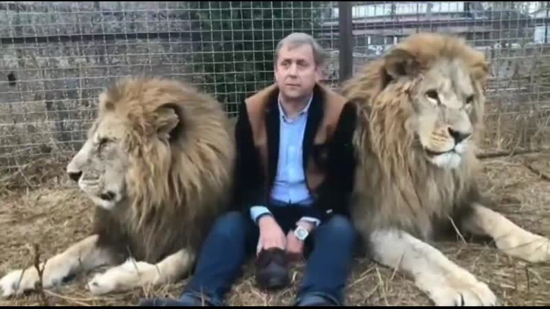 Нерешительные львы выслушивают последнее пожелание идиота