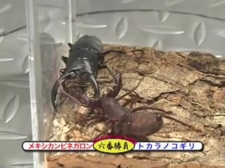 Жук олень vs телифон таиландский (stag beetle vs vinegaroon)