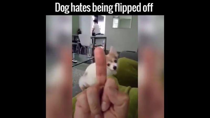 Пес не любит неприличный жест