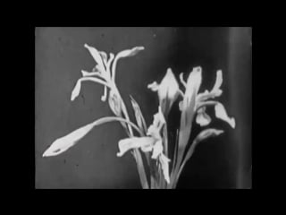 Movement’s “like lust” by jessica sarah rinland