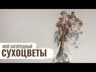 Сухоцветы // мой загородный