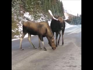 Парочка твикс