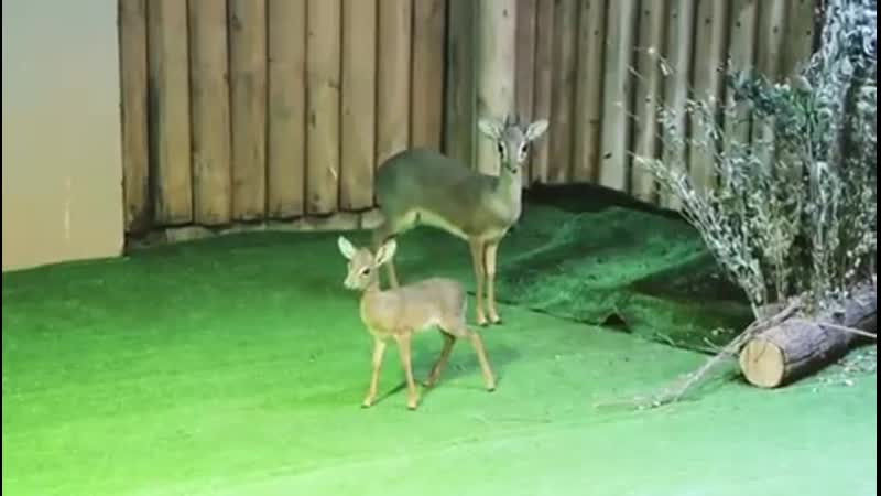 В зоопарке родился дикдик кирка