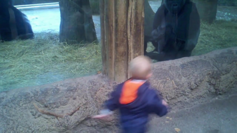 Детеныш гориллы играет с ребенком в прятки