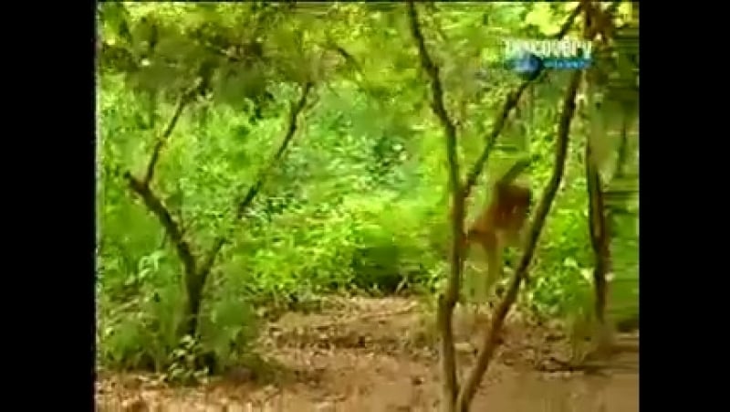 Я ночью тебя съем муси пуси))