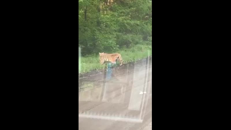 Большие полосатые котофеи вышли к людям на трассе в партизанском районе приморья