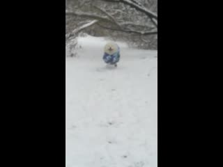 Самоеды кинни и кейси