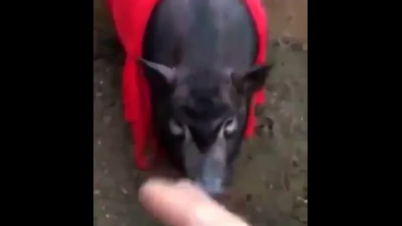 Эрдоган кайфует