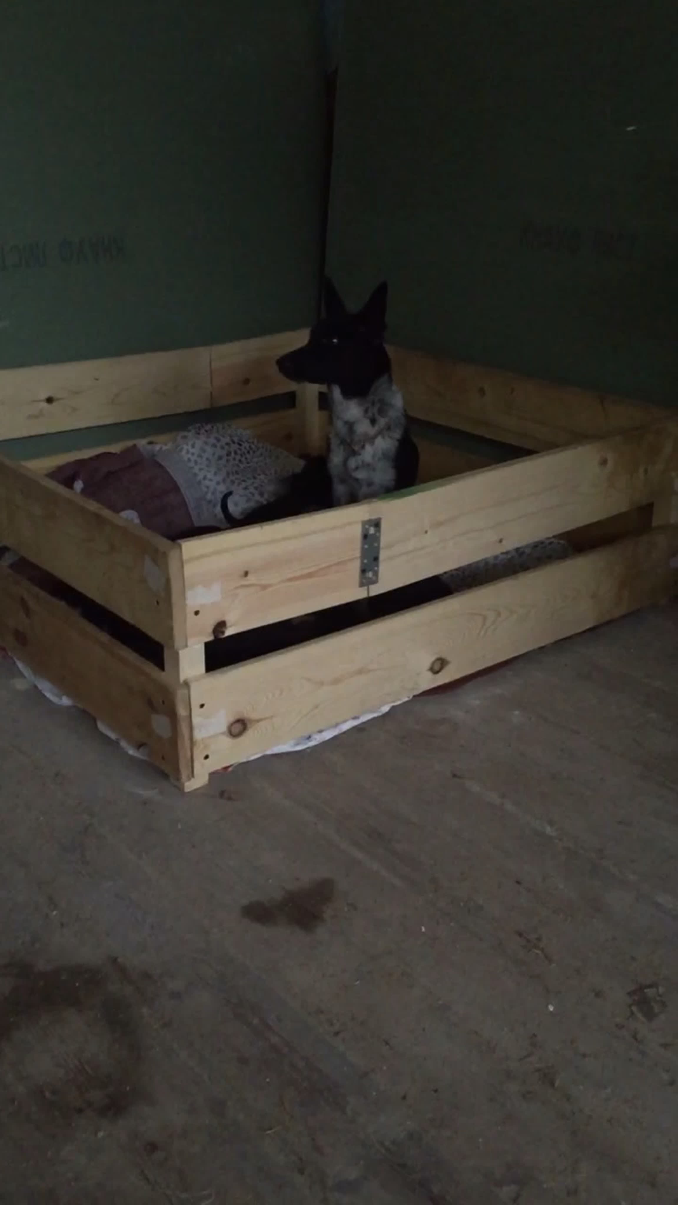 Молодые жужа со щенками из подвала - BEST XXX TUBE