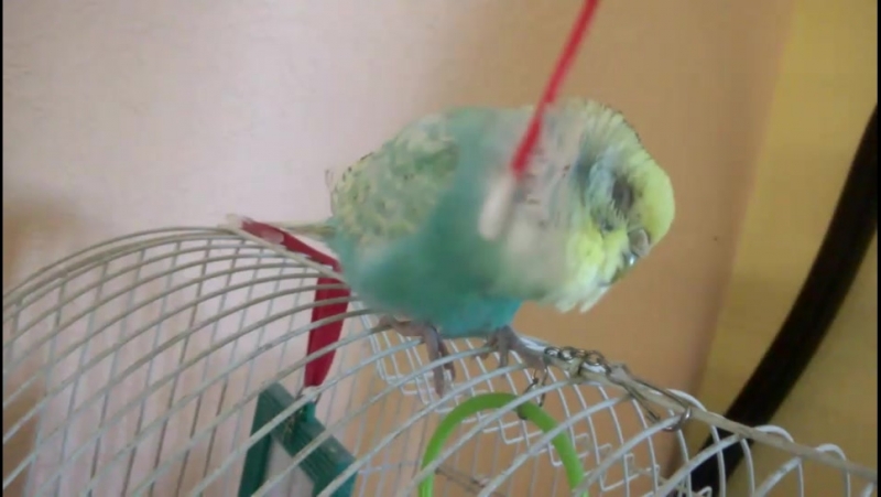 Ритулик и ватная палочка)))