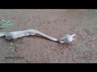 After gobbling up 7 eggs, greedy cobra gets breathless throws up 6 (1)