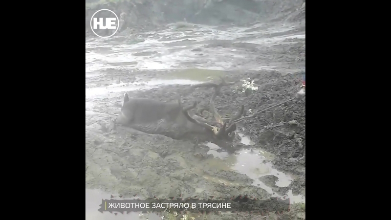 На ямале местные жители спасли оленя из трясины
