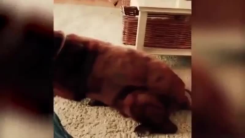 Пердёж [рофлы и панчи]