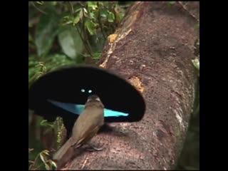 Западное папуа