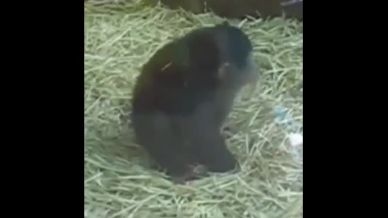 Никакая она не царевна