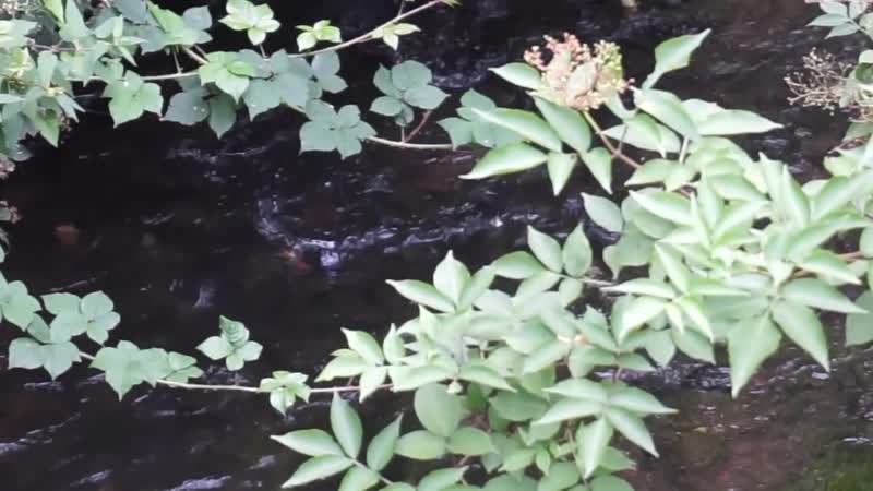 Прогулка вдоль речки в валлонской глубинке бельгия