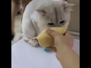 Cat smelling durian