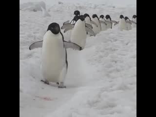 Penguin highway