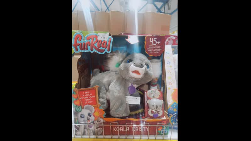 Коала кристи