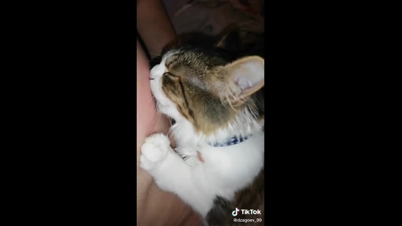 Котенок сосет мужскую сисю (@memesofthebest)