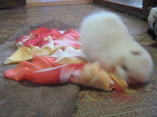 Шпицы !по вопросам приобретения щеночка в личку или по тел 89119982980