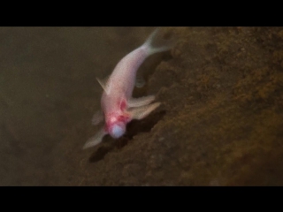 Cryptotora thamicola a cavefish with evolutionary implications