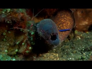 Plankton productions moray cleaning station