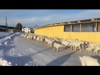 Наши козочки любят погулять