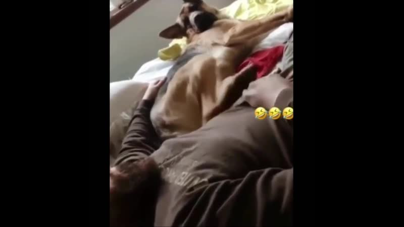 Песик себя в обиду не даст