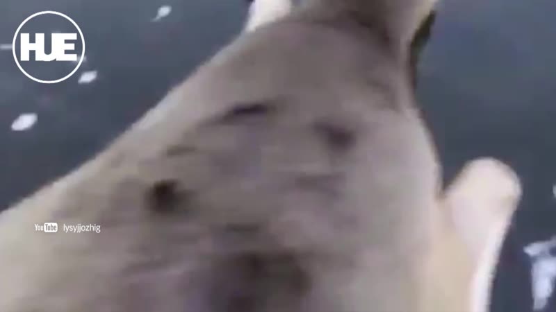 Майор в отстае спас косулю с замершего озера