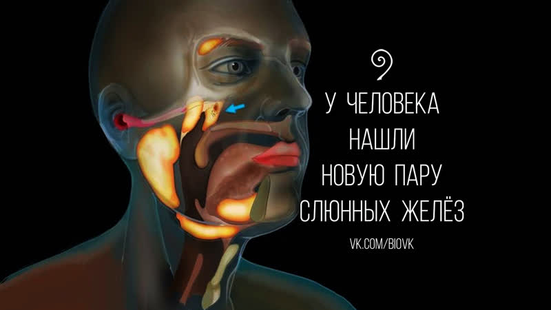 Scientists discover new human salivary glands