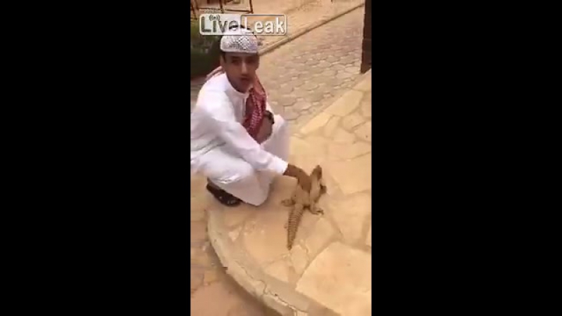 Взгляните на эту большую мертвую ящерицу