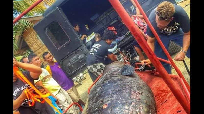 Кит с 40 килограммами пластика в желудке выбросился на берег