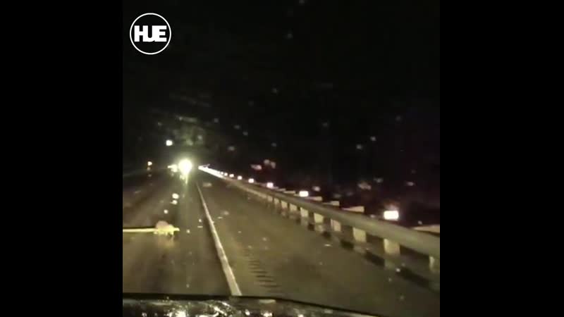 В штатах бобер парализовал дорожное движение