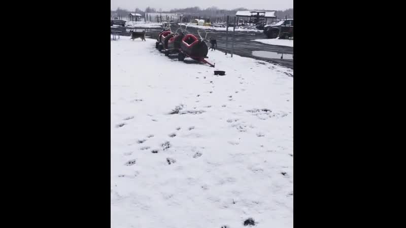 Вrееzе porn video – Baby rеindееr and dоg playing