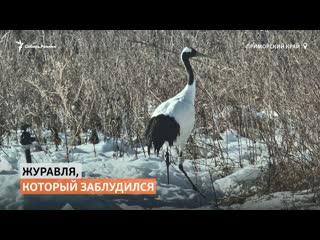 Потерявшегося японского журавля спасли в приморье |