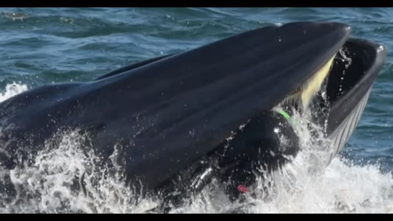 Кит проглотил девушку