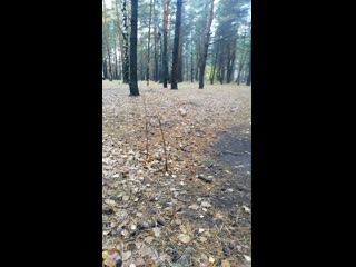 Vid 20201102 130243 mp4