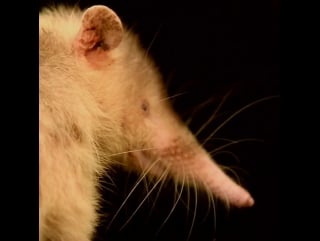 An endangered hispaniolan solenodon at parque zoológico nacional in the dominican republic