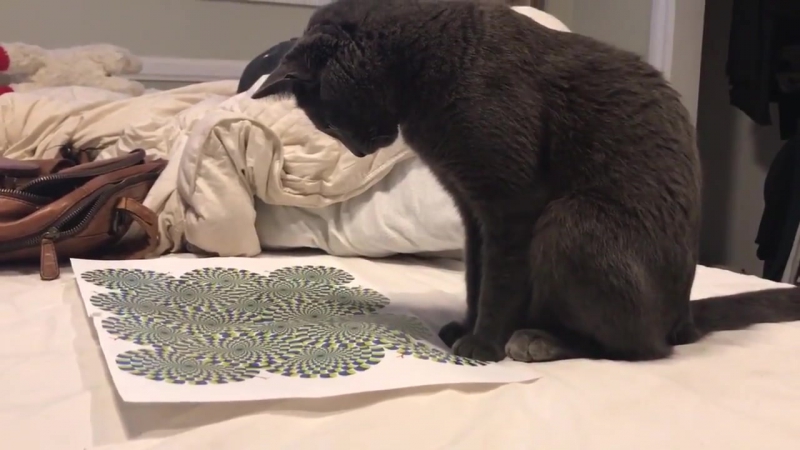 Кота вывела из себя оптическая иллюзия [ ]